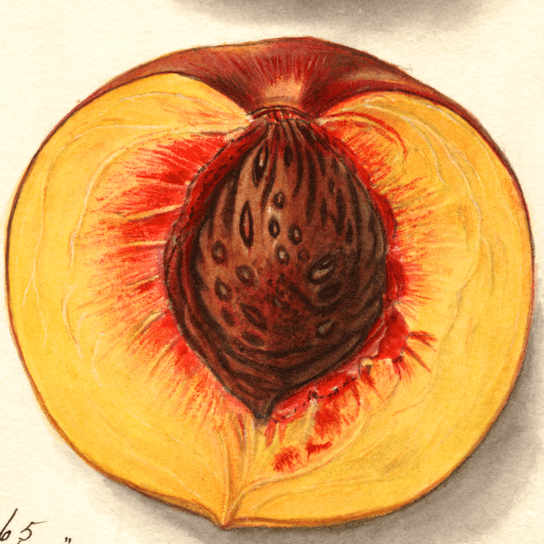 JH Hale Peach 4x6 Decorative Card - Dingdong's Garden