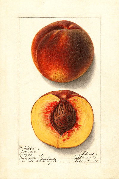 JH Hale Peach 4x6 Decorative Card - Dingdong's Garden