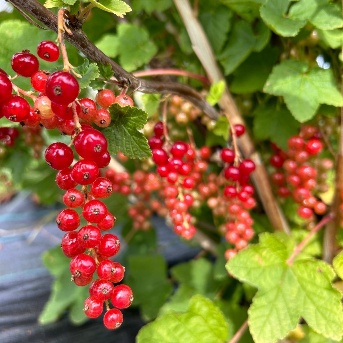 Jonkheer Van Tets Red Currant Cutting - Dingdong's Garden