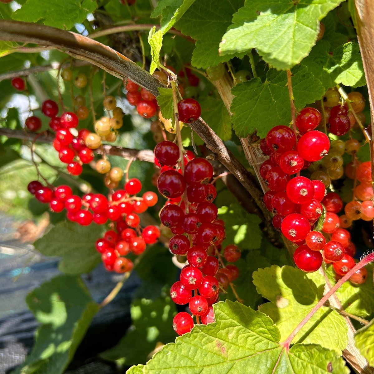 Jonkheer Van Tets Red Currant Cutting - Dingdong's Garden