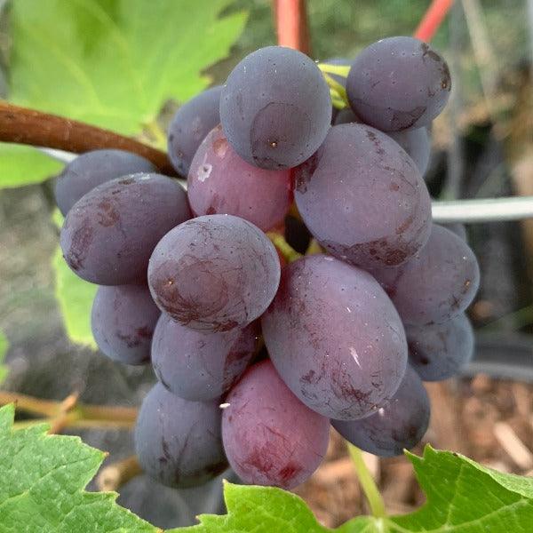 Jupiter Table Grape Cutting - Dingdong's Garden