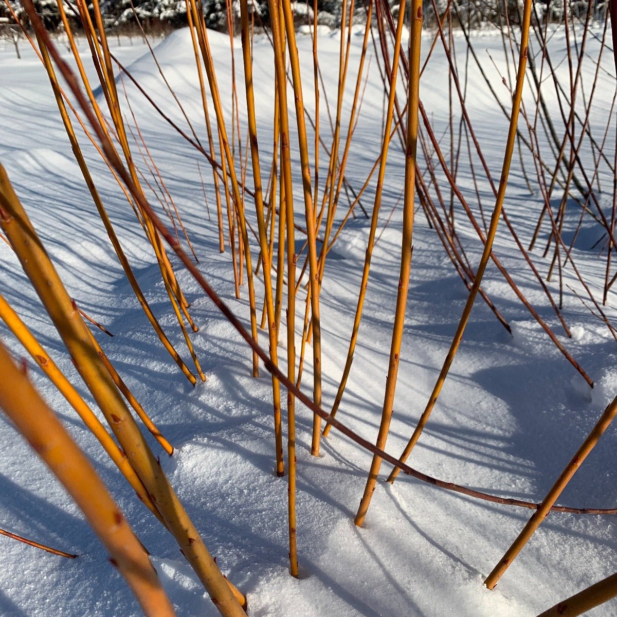 Kaat Willow Cutting - Dingdong's Garden