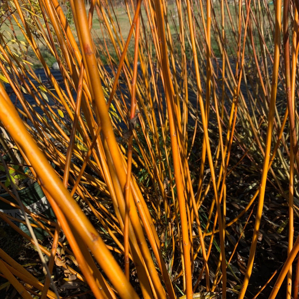Kaat Willow Cutting