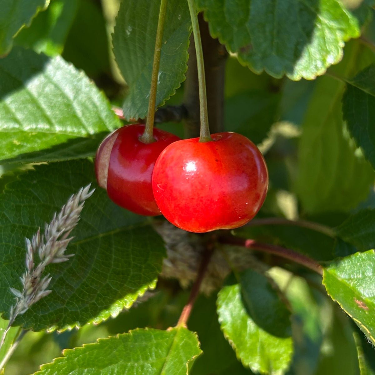 Kansas Sweet Cherry Scionwood - Dingdong's Garden