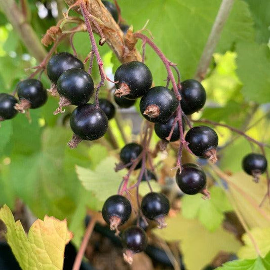 Karlstein Longbunch Black Currant Cutting - Dingdong's Garden