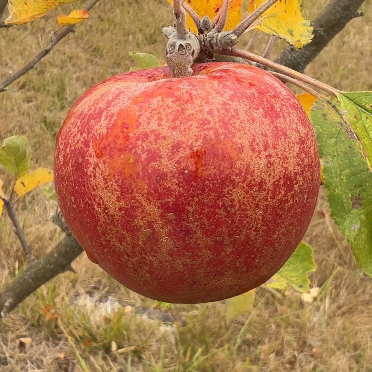 Karmijn de Sonnaville Apple Scionwood