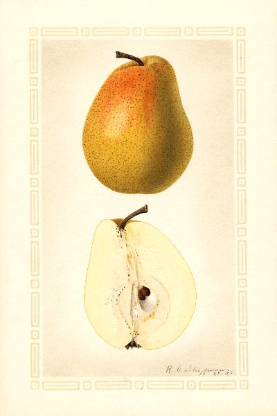 Kieffer Pear 4x6 Decorative Card - Dingdong's Garden