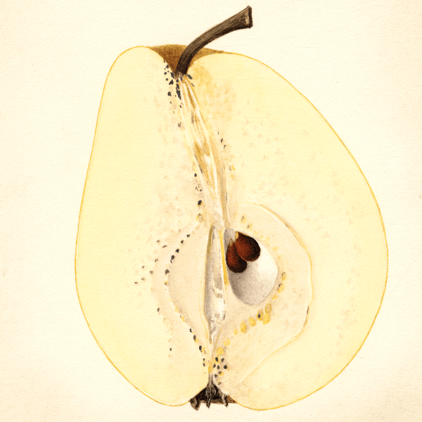 Kieffer Pear 4x6 Decorative Card - Dingdong's Garden