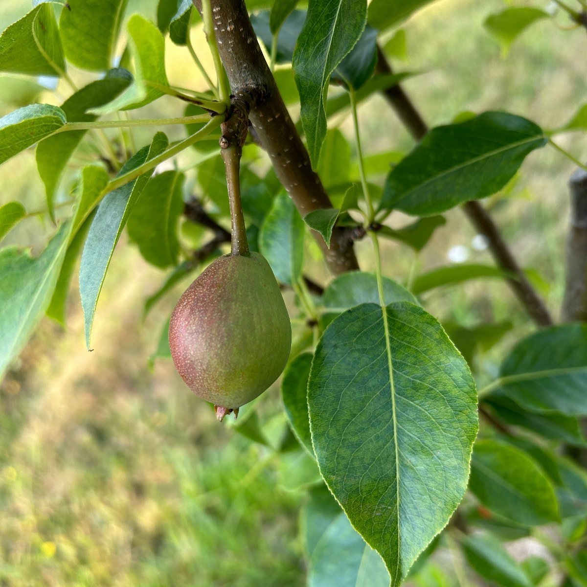 Kieffer Pear Scionwood - Dingdong's Garden