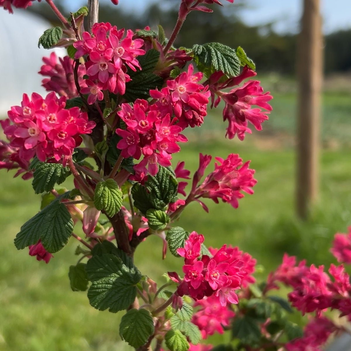 King Edward Flowering Currant Cutting - Dingdong's Garden