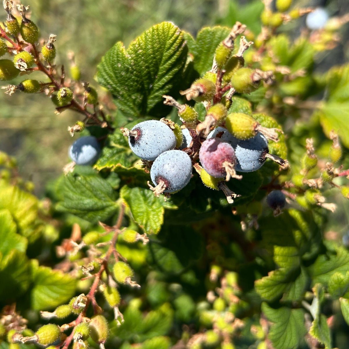 King Edward Flowering Currant Cutting - Dingdong's Garden