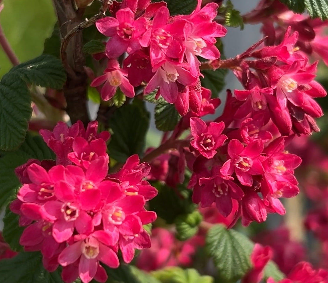 King Edward Flowering Currant Cutting