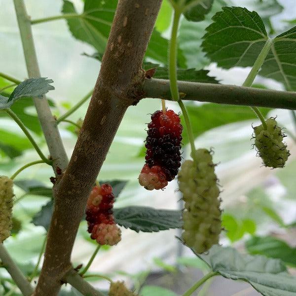 Kip Parker Mulberry Cutting - Dingdong's Garden