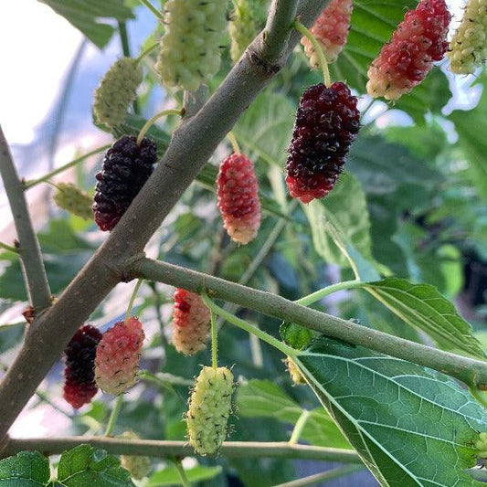 Kip Parker Mulberry Cutting - Dingdong's Garden