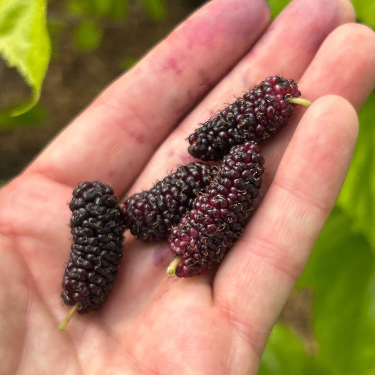 Kokuso Mulberry Cutting - Dingdong's Garden