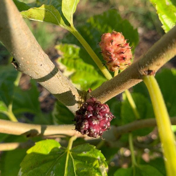 Kokuso Mulberry Cutting - Dingdong's Garden