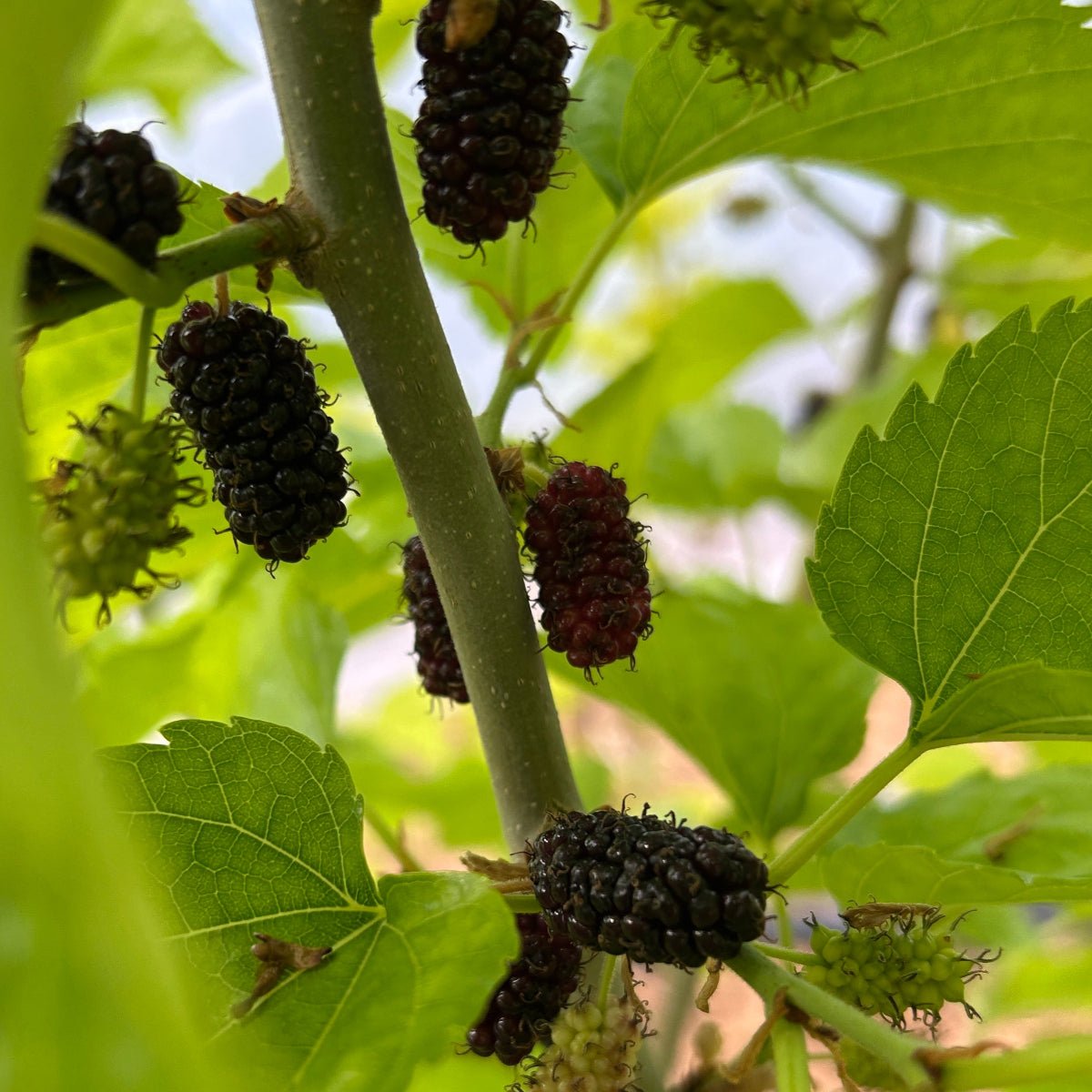 Kokuso Mulberry Cutting - Dingdong's Garden