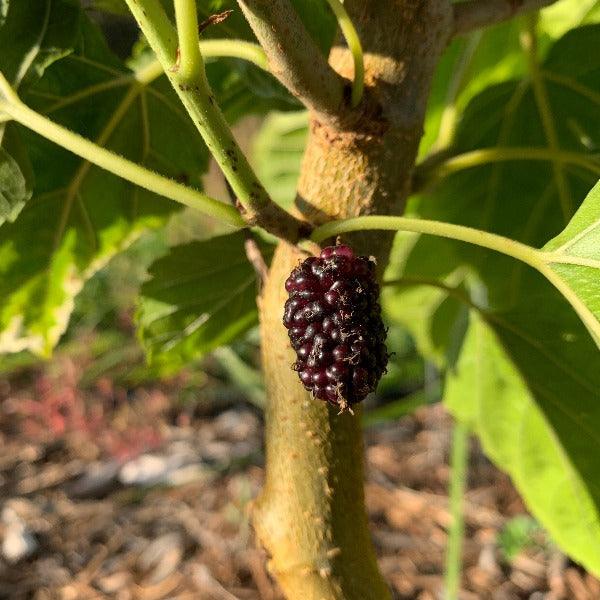 Kokuso Mulberry Cutting - Dingdong's Garden