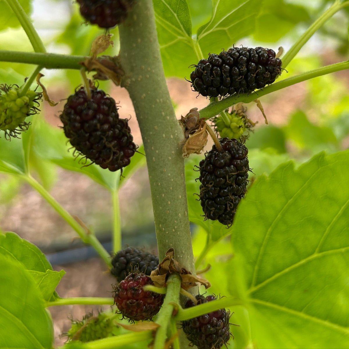Kokuso Mulberry Cutting - Dingdong's Garden