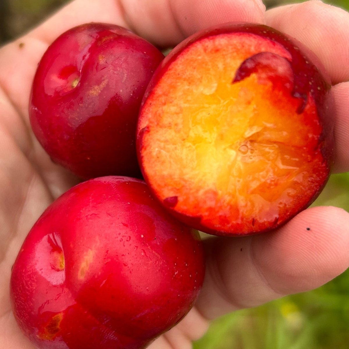 Kuban Delight Plum Scionwood - Dingdong's Garden