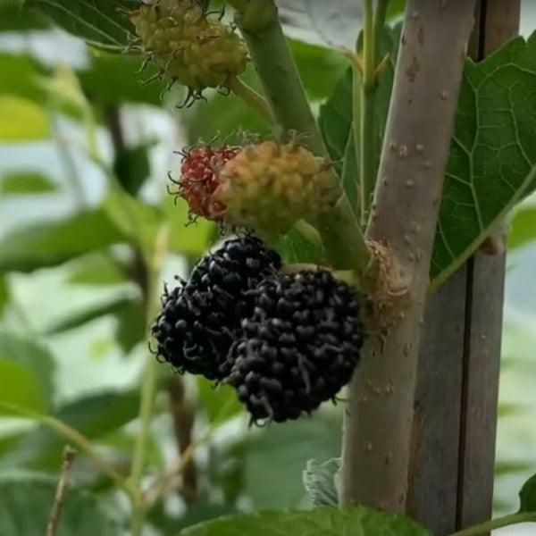 Lakeland Mulberry Cutting - Dingdong's Garden