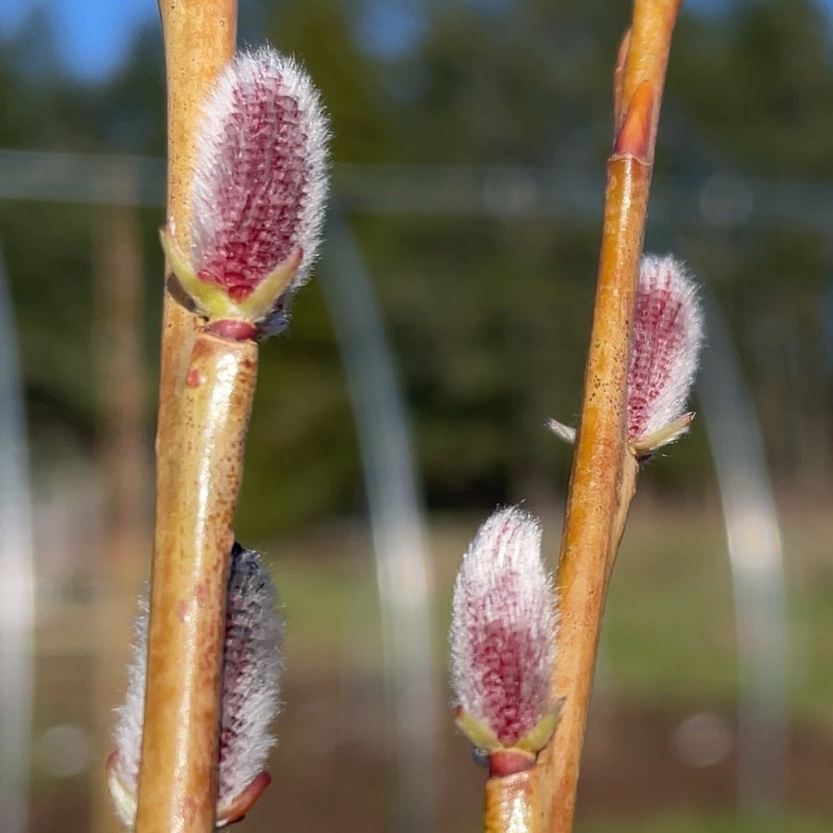 Lambertiana Basketry Willow Cutting - Dingdong's Garden