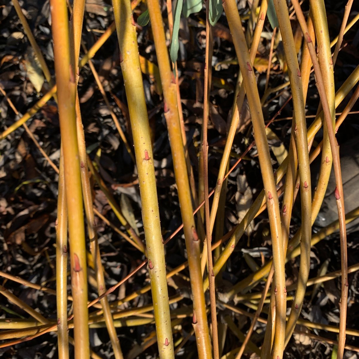 Lambertiana Willow Cutting - Dingdong's Garden