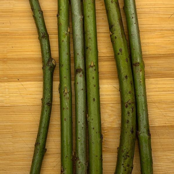 Lambertiana Willow Cutting - Dingdong's Garden