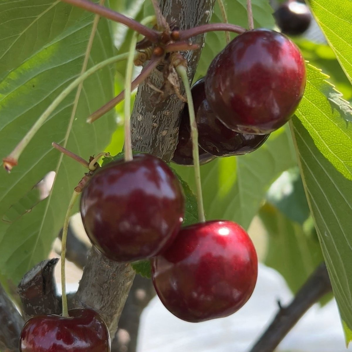 Lapins Cherry Scionwood - Dingdong's Garden