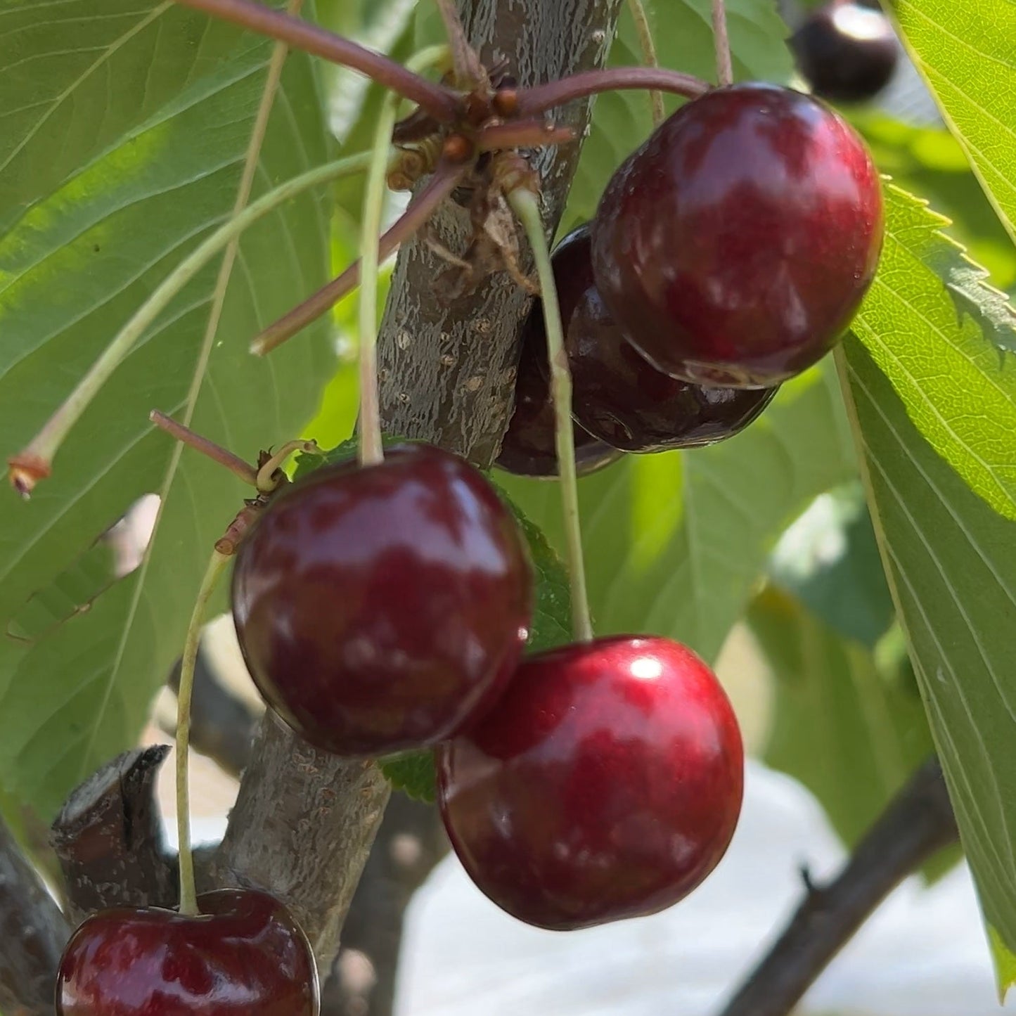 Lapins Cherry Scionwood