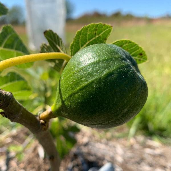 Lattarula, Italian Honey Fig Cutting - Dingdong's Garden