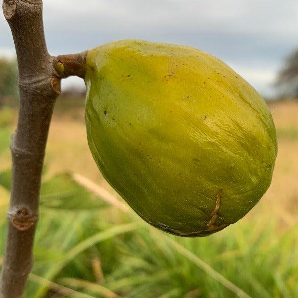 Lattarula, Italian Honey Fig Cutting - Dingdong's Garden