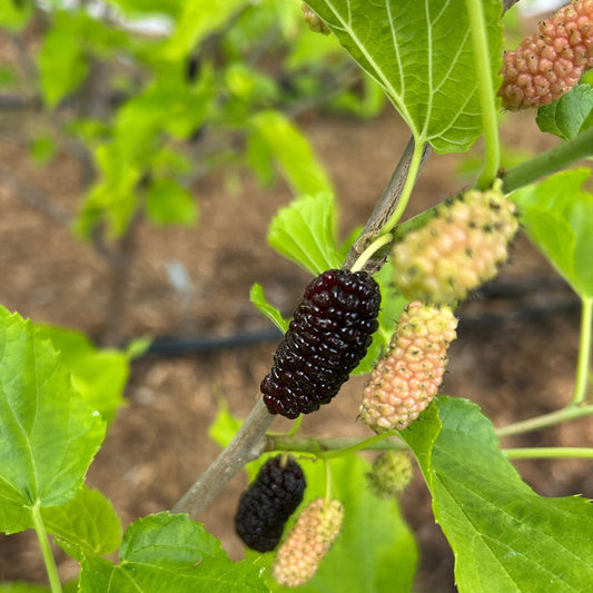 Lawson Dawson Mulberry Cutting - Dingdong's Garden