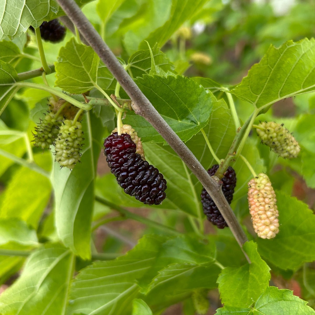 Lawson Dawson Mulberry Cutting - Dingdong's Garden