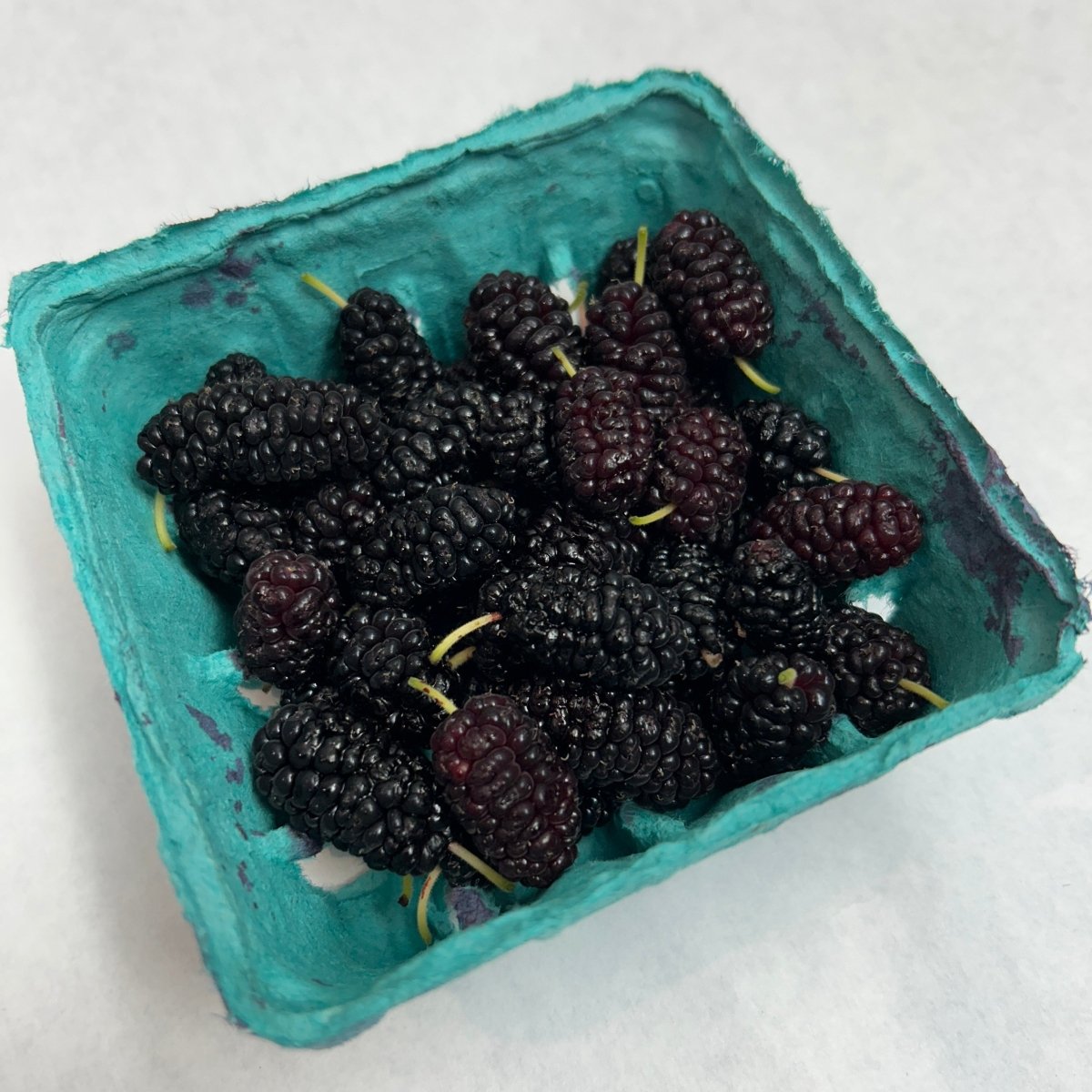 Lawson Dawson Mulberry Cutting - Dingdong's Garden