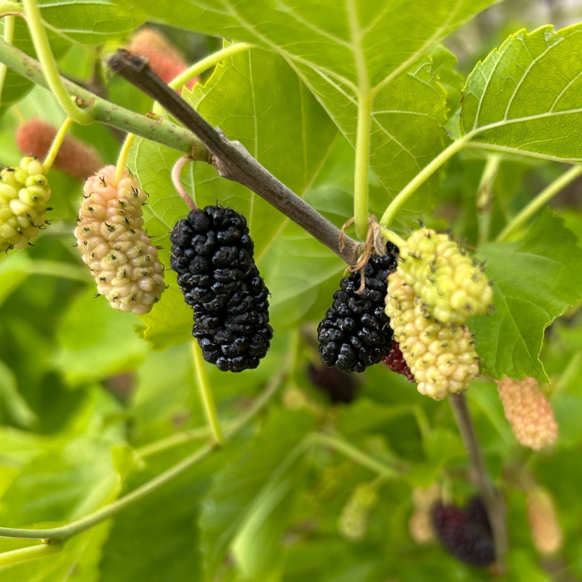 Lawson Dawson Mulberry Cutting - Dingdong's Garden