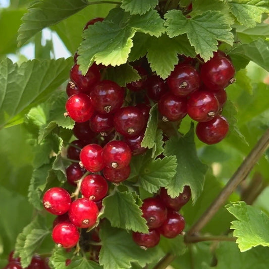 Laxton's #1 Red Currant Cutting