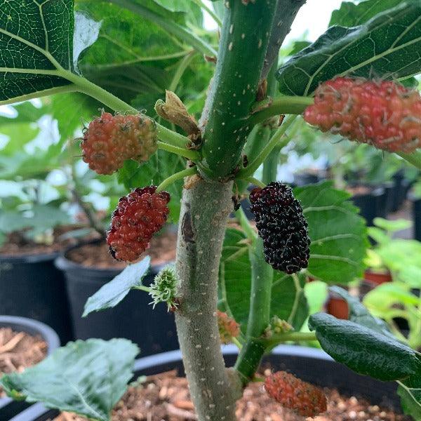 Lebanese Heart Mulberry Cutting - Dingdong's Garden