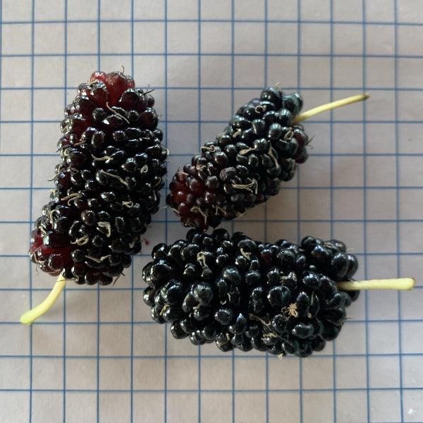 Lebanese Heart Mulberry Cutting - Dingdong's Garden