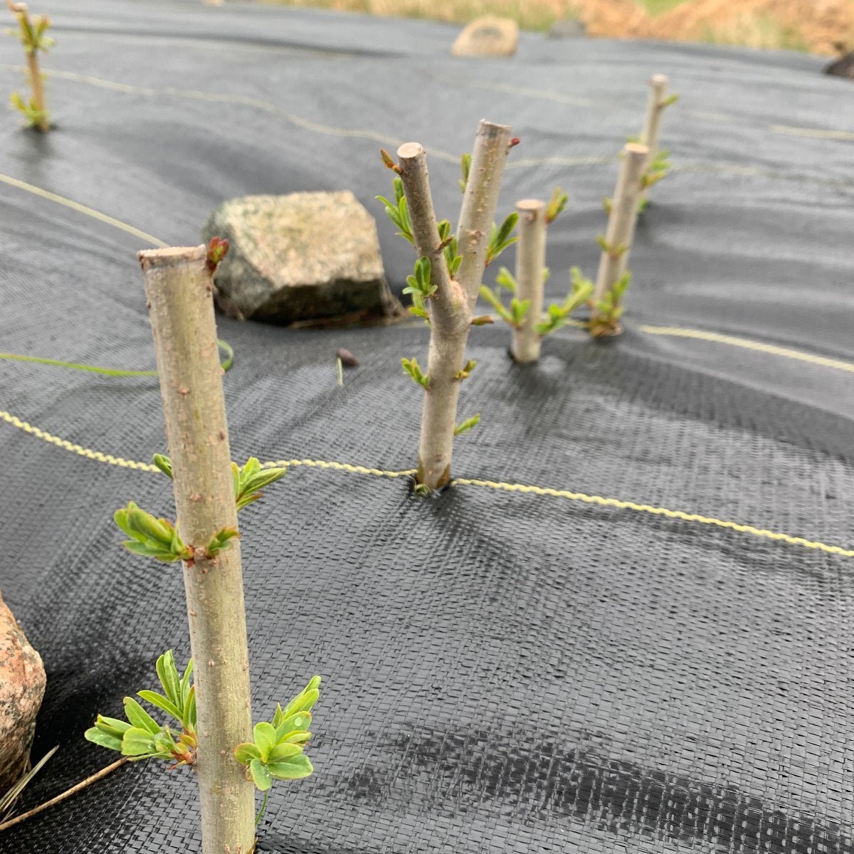 Leicestershire Dicks Willow Cutting - Dingdong's Garden