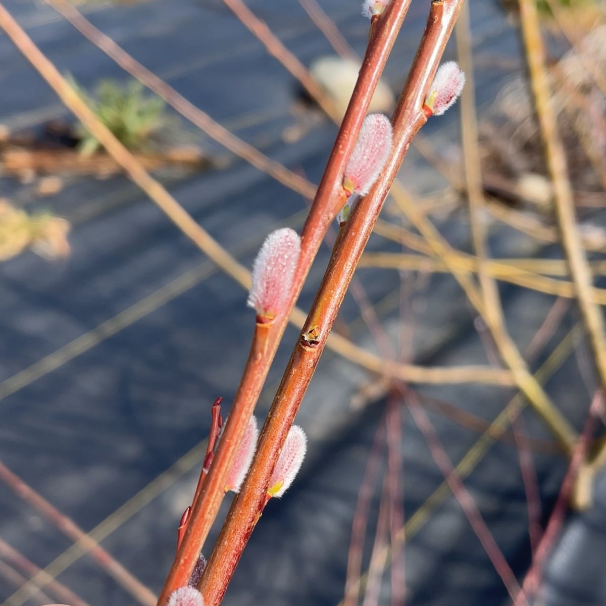 Leicestershire Dicks Willow Cutting - Dingdong's Garden