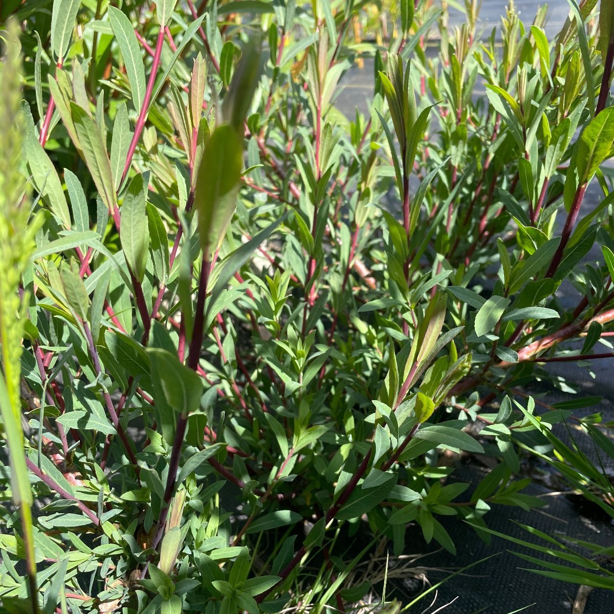 Leicestershire Dicks Willow Cutting - Dingdong's Garden