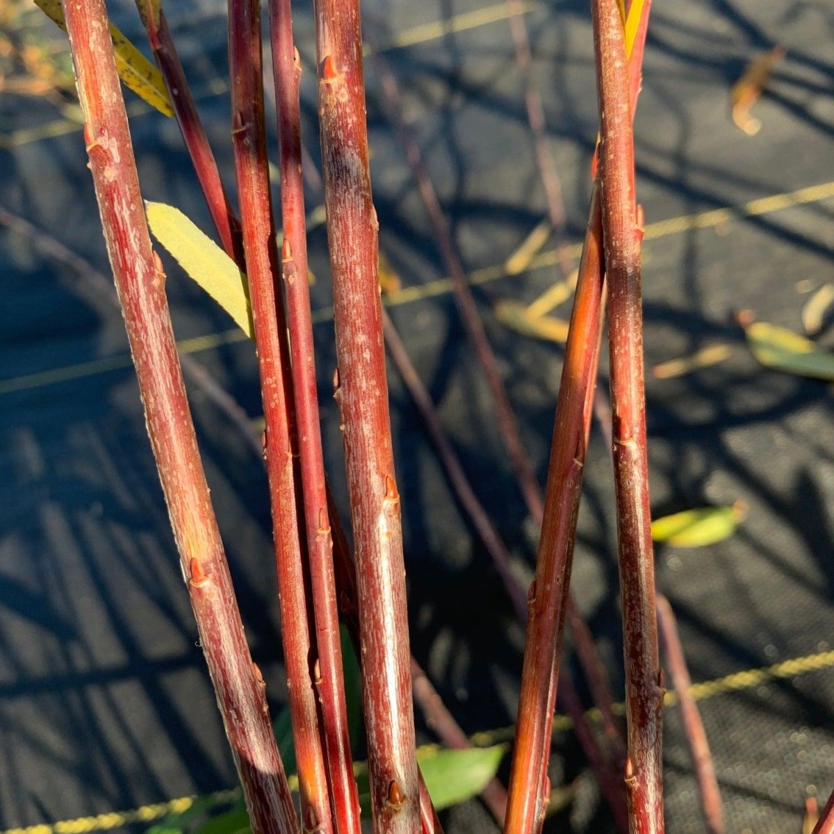 Leicestershire Dicks Willow Cutting - Dingdong's Garden