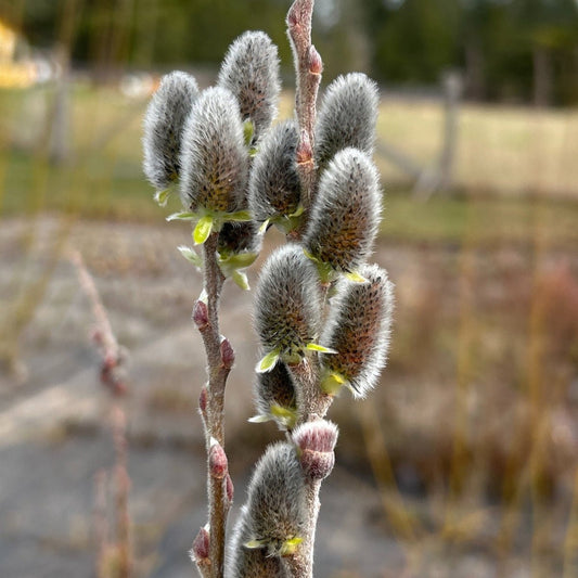 Lemoine's Improved Willow Cutting - Dingdong's Garden