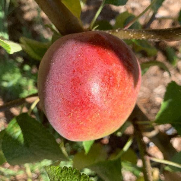 Liberty Apple Scionwood - Dingdong's Garden