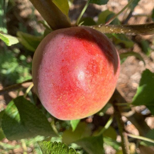 Liberty Apple Scionwood
