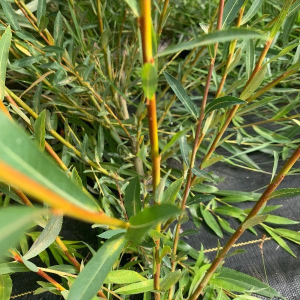 Light Dicks Willow Cutting