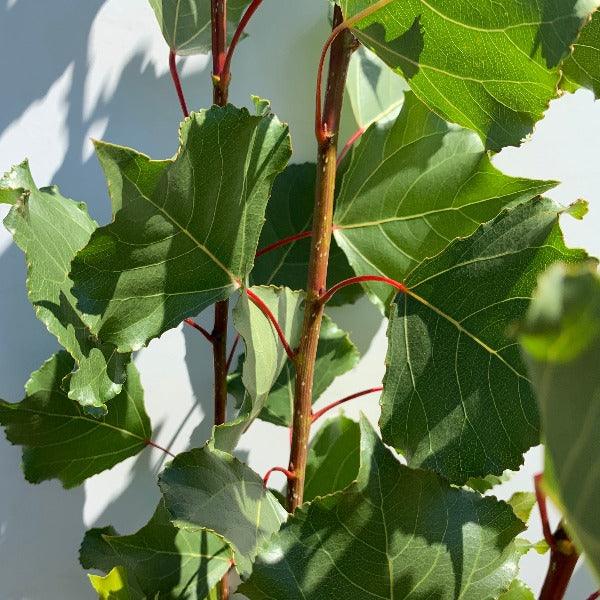 Lombardy Poplar Cutting - Dingdong's Garden