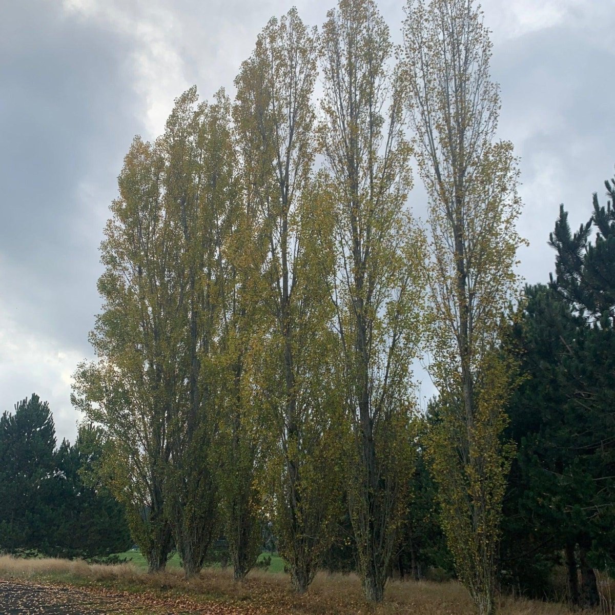 Lombardy Poplar Cutting - Dingdong's Garden