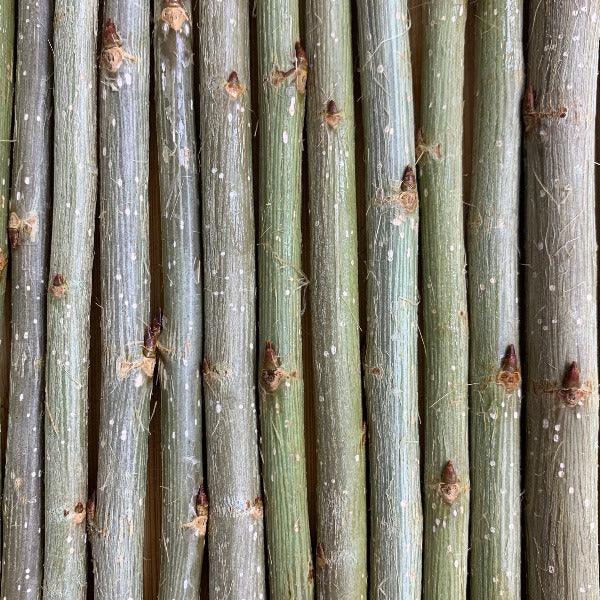 Lombardy Poplar Cutting - Dingdong's Garden